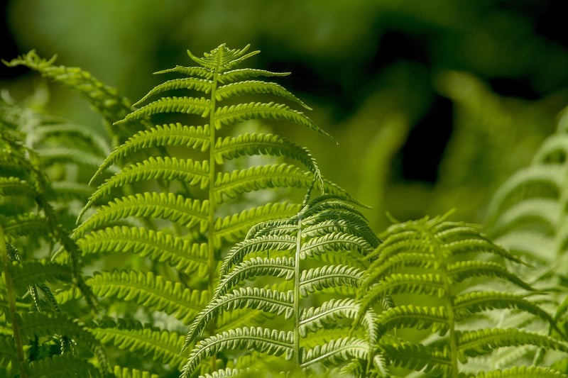 Ferns