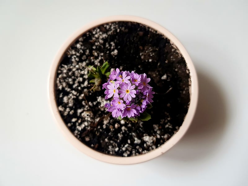Wall-Mounted Planters