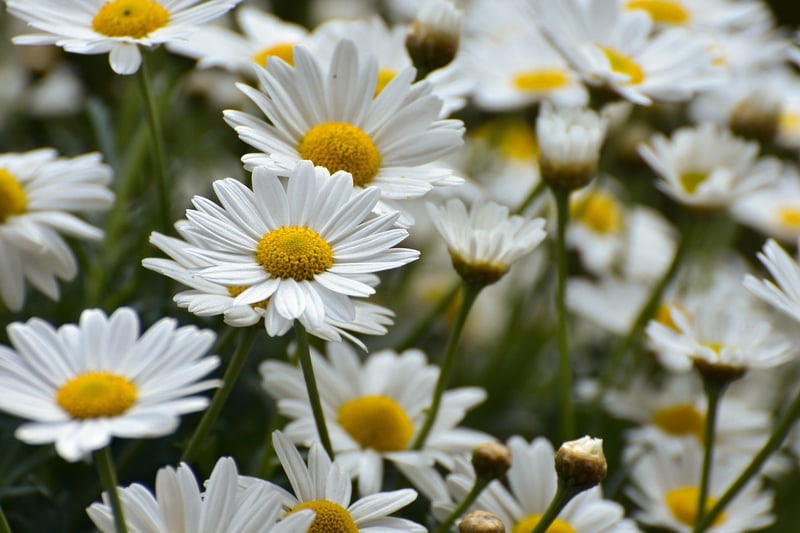 Flower Power