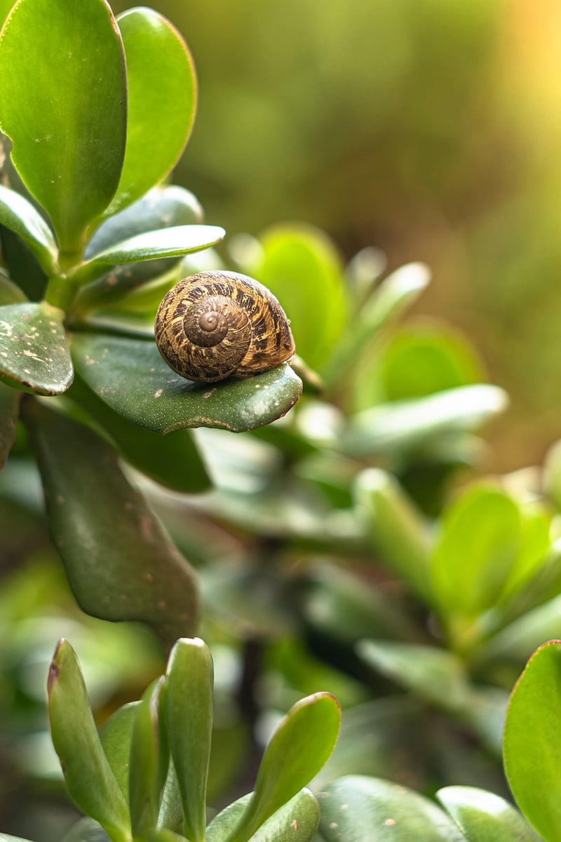 Garden Plant