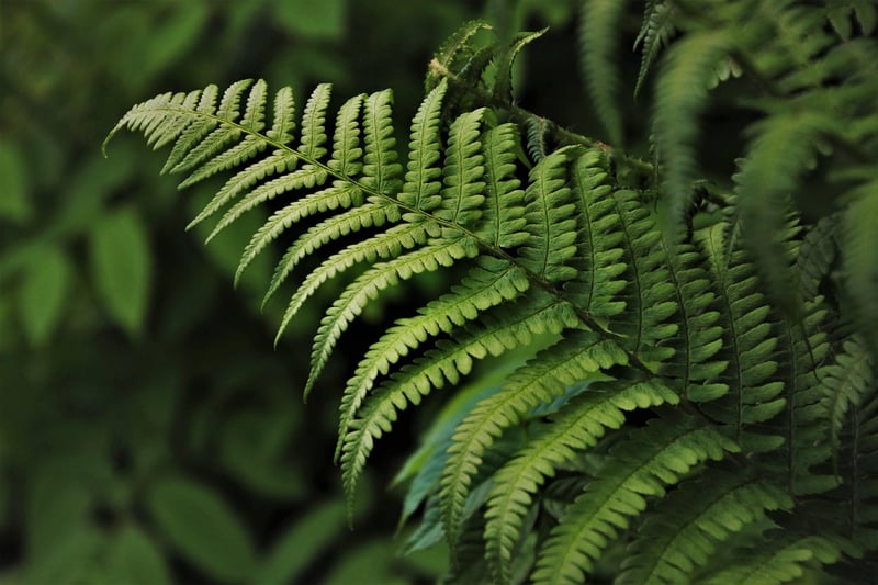 Green Leaves