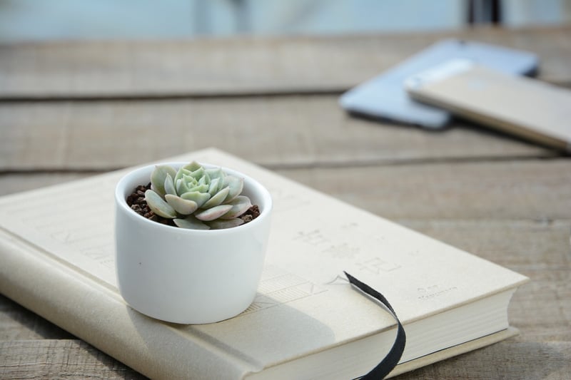 Succulents